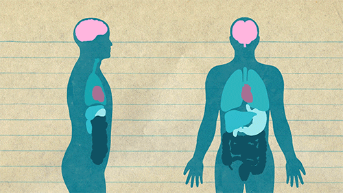 Kvíz o Anatomii a Fyziologii Srdce: Kolik víte o motoru vašeho těla?