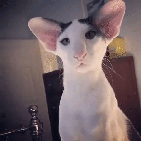 Kvíz o Oriental Shorthair: Kolik víte o této kočičí rase?