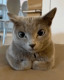 Kvíz o ruské modré kočce: Kolik víte o této kočičí rase?