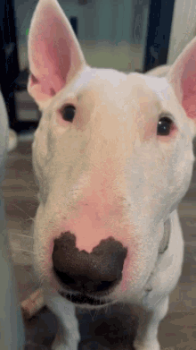 Kvíz: jak dobře znáte Bull Terriera?