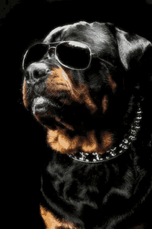 Kvíz o Rottweilerovi: Kolik víte o této psí rase?